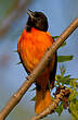 Oriole du Nord