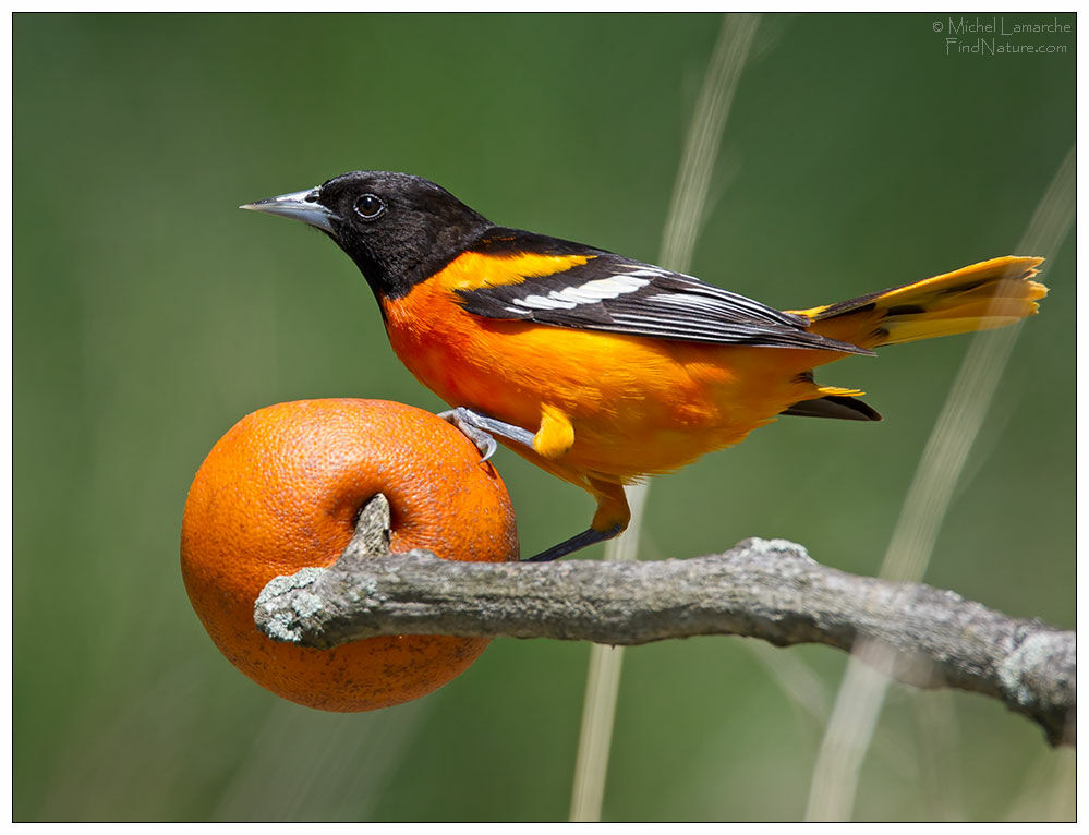 Oriole du Nord