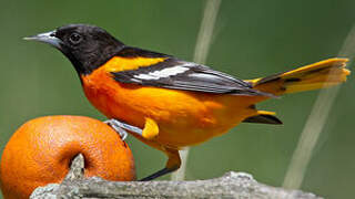 Baltimore Oriole