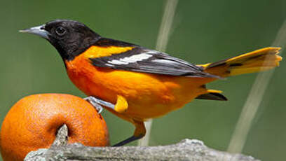 Oriole du Nord