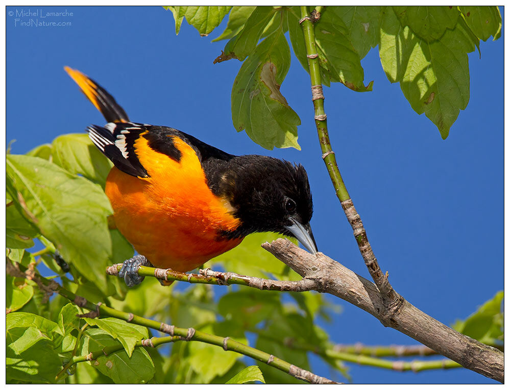 Oriole du Nord