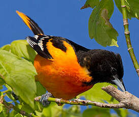 Oriole du Nord