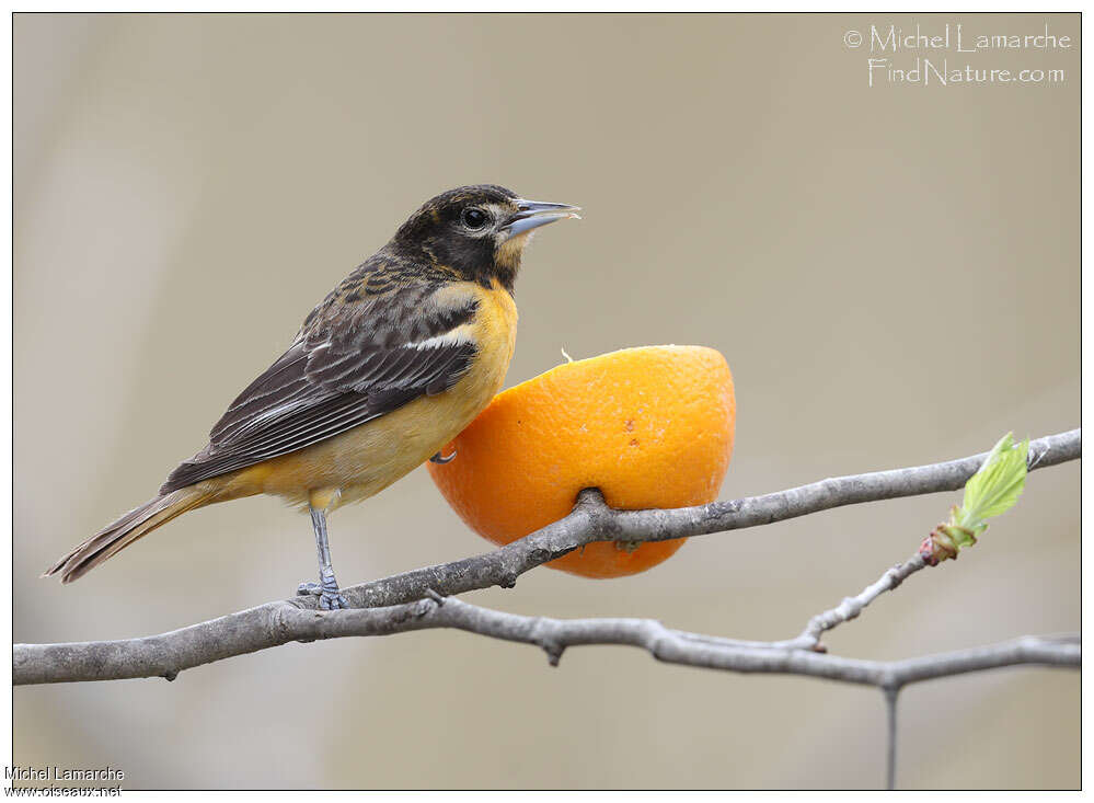 Baltimore Oriole female adult, identification