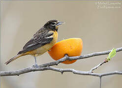 Baltimore Oriole