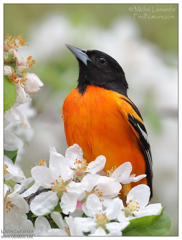 Baltimore Oriole male adult, close-up portrait