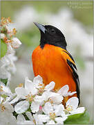 Baltimore Oriole