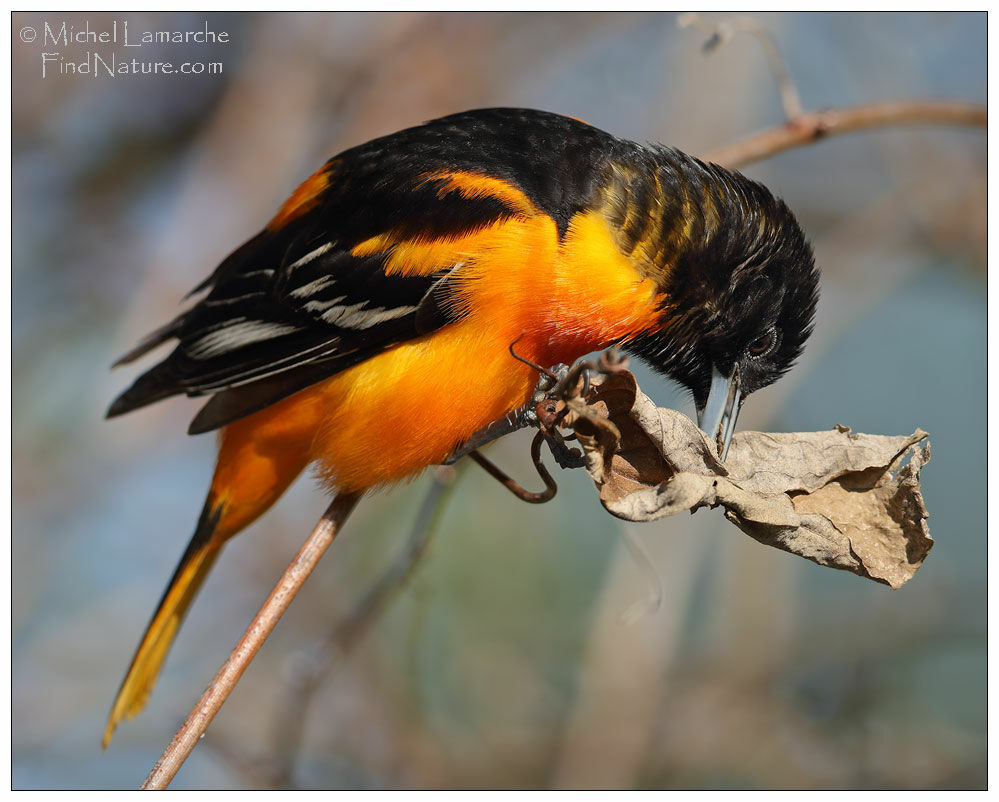 Oriole du Nord mâle adulte