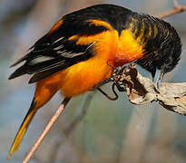 Baltimore Oriole