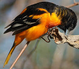 Oriole du Nord