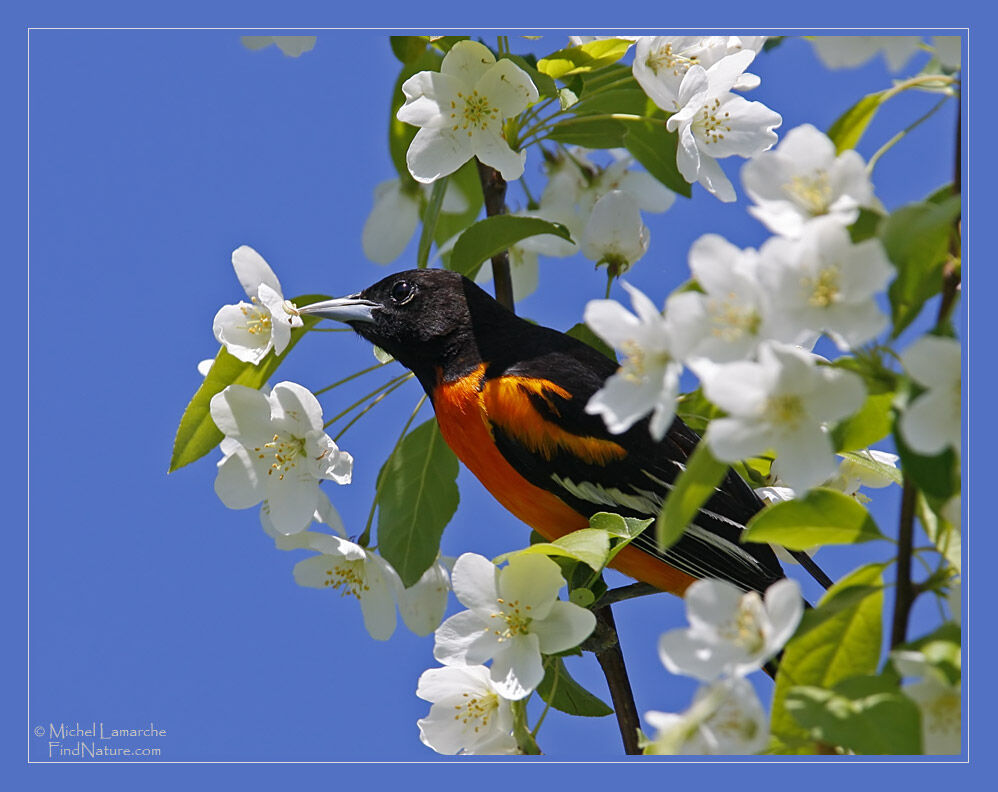 Baltimore Oriole male adult