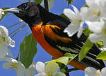 Oriole du Nord