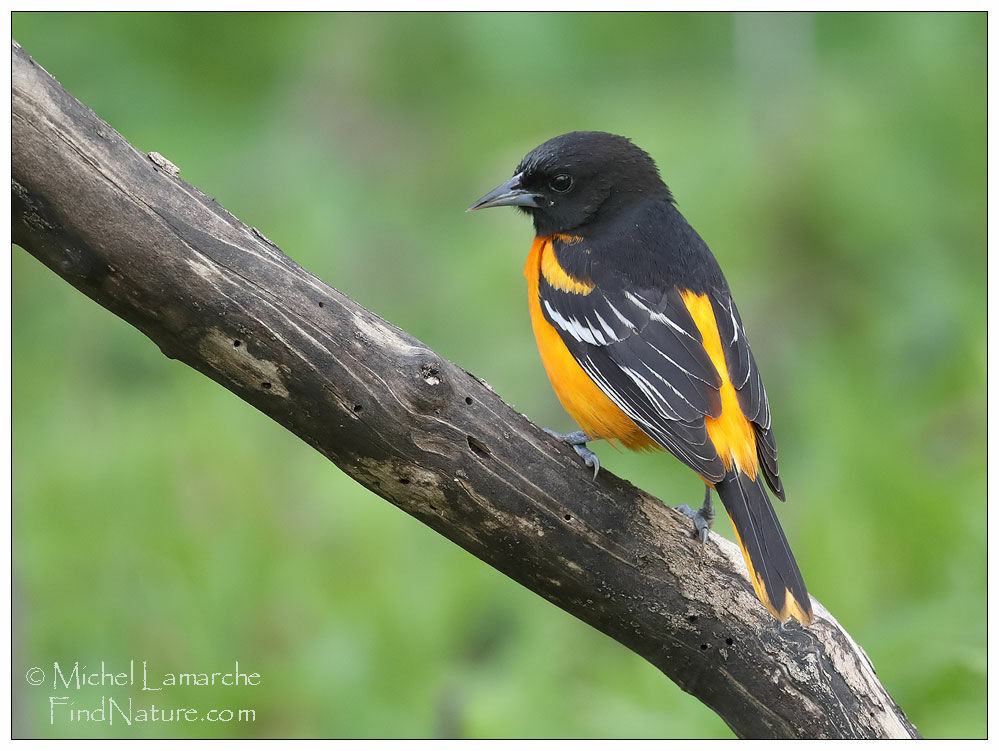 Oriole du Nord