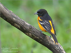 Baltimore Oriole