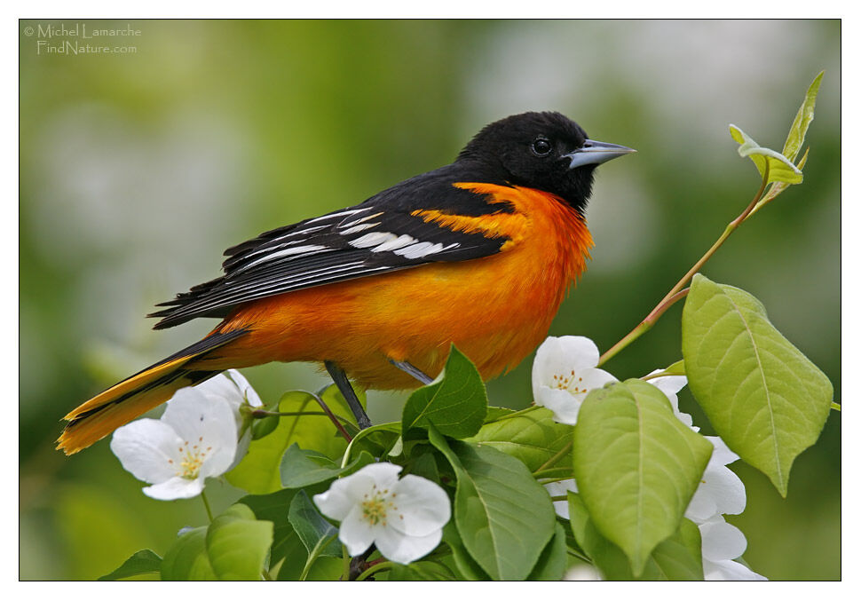 Baltimore Oriole male adult