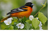 Oriole du Nord