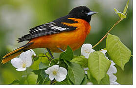 Baltimore Oriole