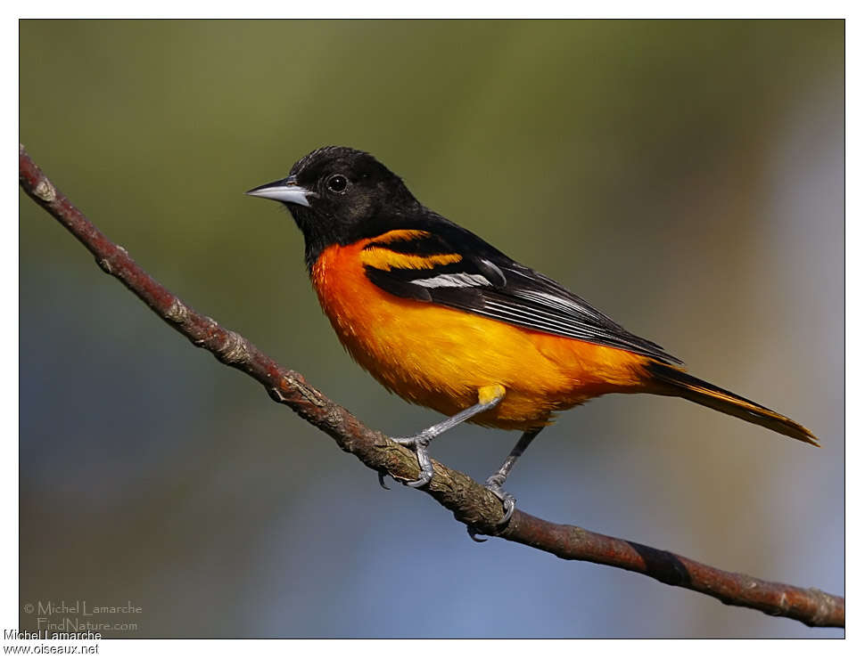 Oriole du Nord mâle adulte nuptial, identification