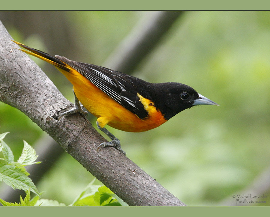 Oriole du Nord mâle adulte