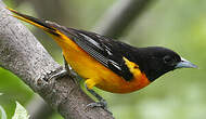 Oriole du Nord