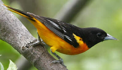 Oriole du Nord