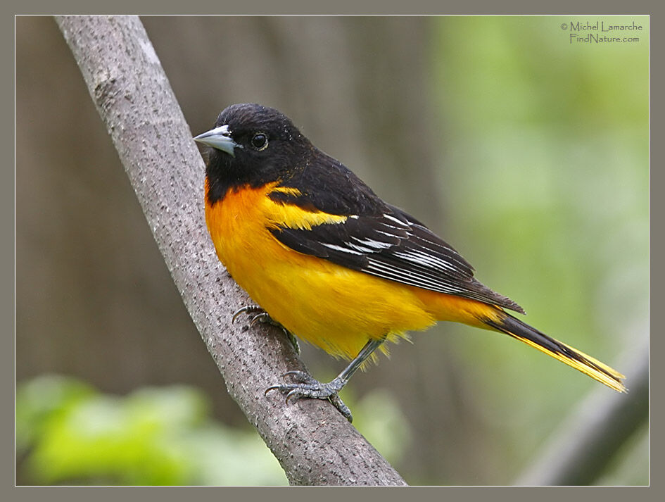 Baltimore Oriole male adult