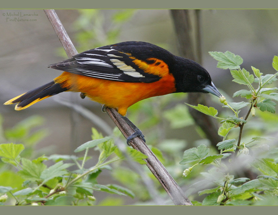 Oriole du Nord mâle adulte