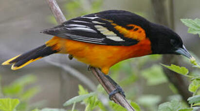 Oriole du Nord