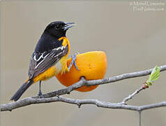 Baltimore Oriole