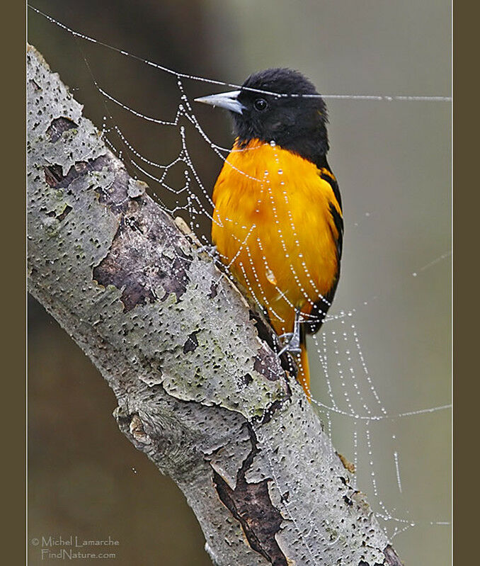 Baltimore Oriole male adult