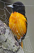 Baltimore Oriole