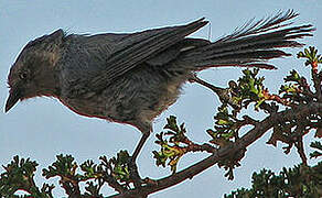 American Bushtit