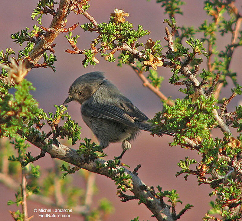 American Bushtit