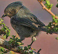 American Bushtit