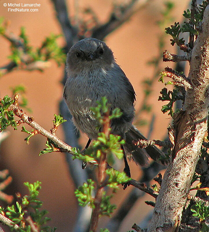 American Bushtit