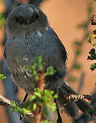 American Bushtit