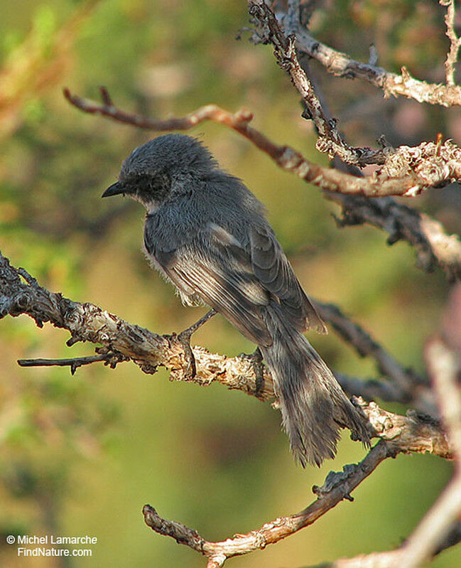 American Bushtit