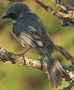 American Bushtit