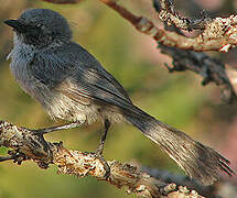 American Bushtit