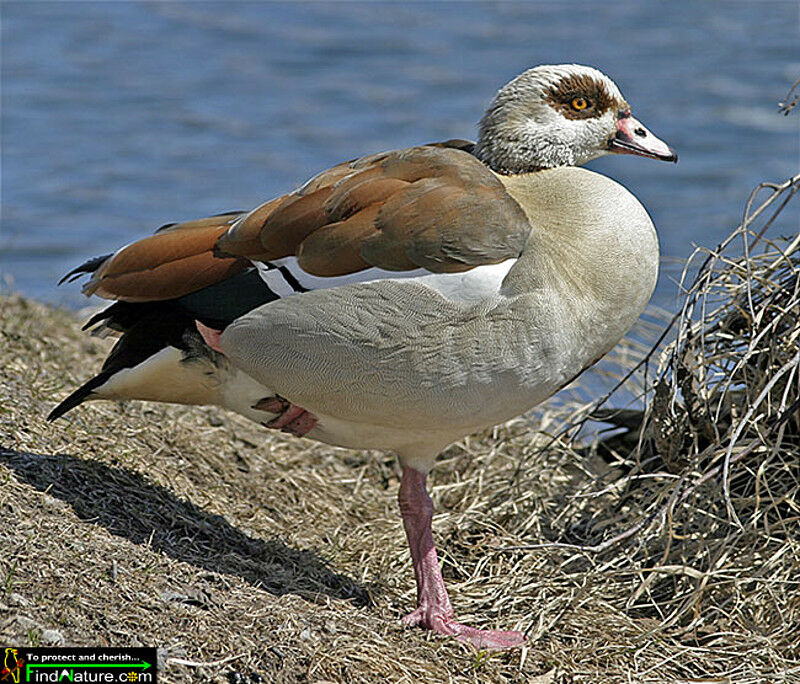 Egyptian Goose