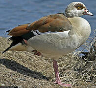 Egyptian Goose