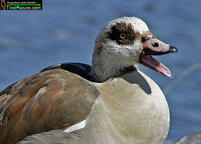 Egyptian Goose