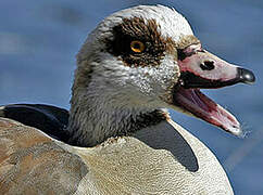 Egyptian Goose