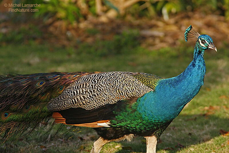 Indian Peafowl male adult