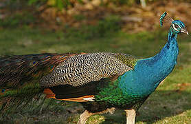 Indian Peafowl