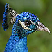 Indian Peafowl