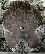 Indian Peafowl