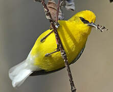 Blue-winged Warbler