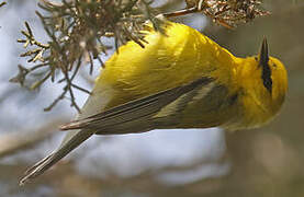 Blue-winged Warbler