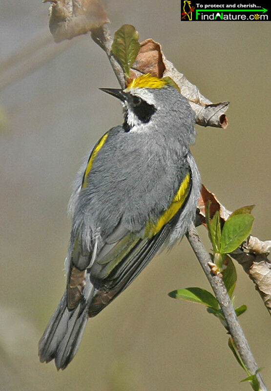 Paruline à ailes dorées mâle adulte nuptial