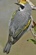 Golden-winged Warbler